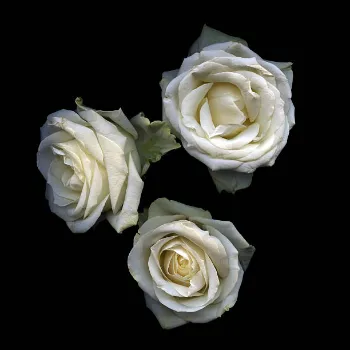 Organic White Rose